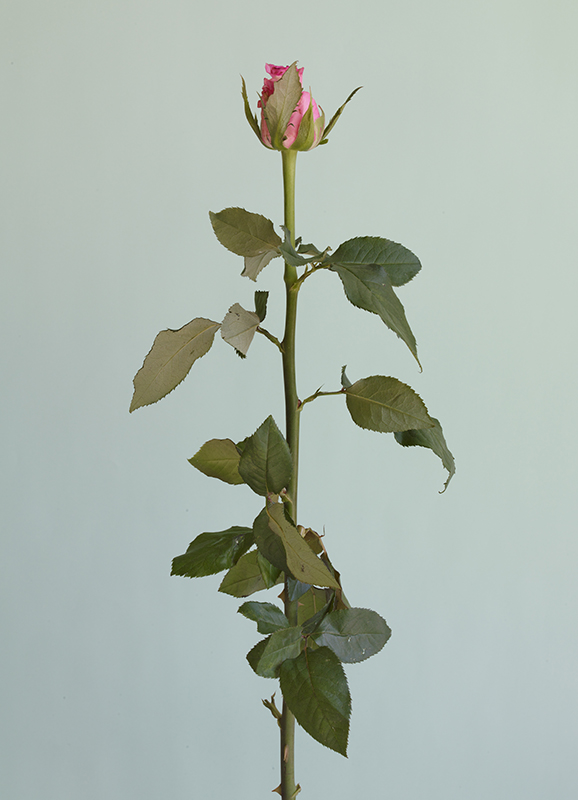 ⓒ Heeseung Chung, Untitled 05, Archival Pigment Print, 78x108cm, 2016.jpg