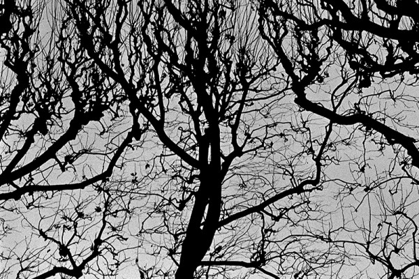 ⓒ김성수, tree, 4, Inkjet Print, 100x100cm, 2008.jpg