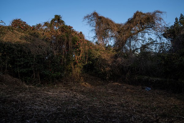 ⓒ박정근, 入島祖 입도조_개량동백, Pigment Print, 2017.jpg