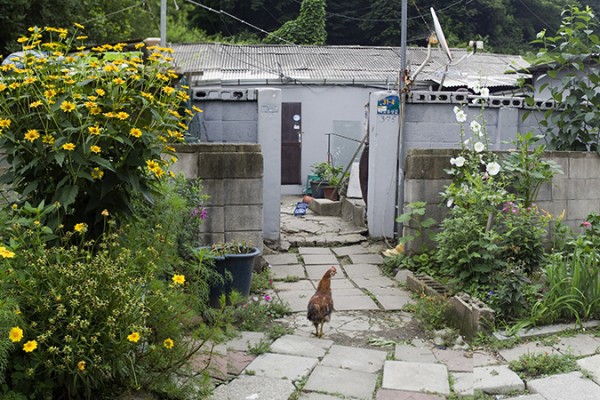 사라지다 - 화단 Digital Photoprint,100x200cm, 2009.jpg