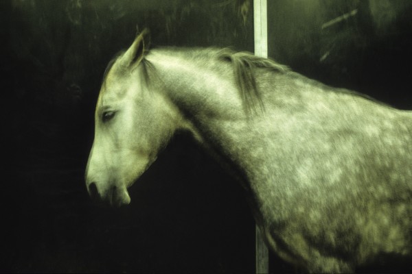 29 Le cheval vert au salon de lagriculture_2003.jpg