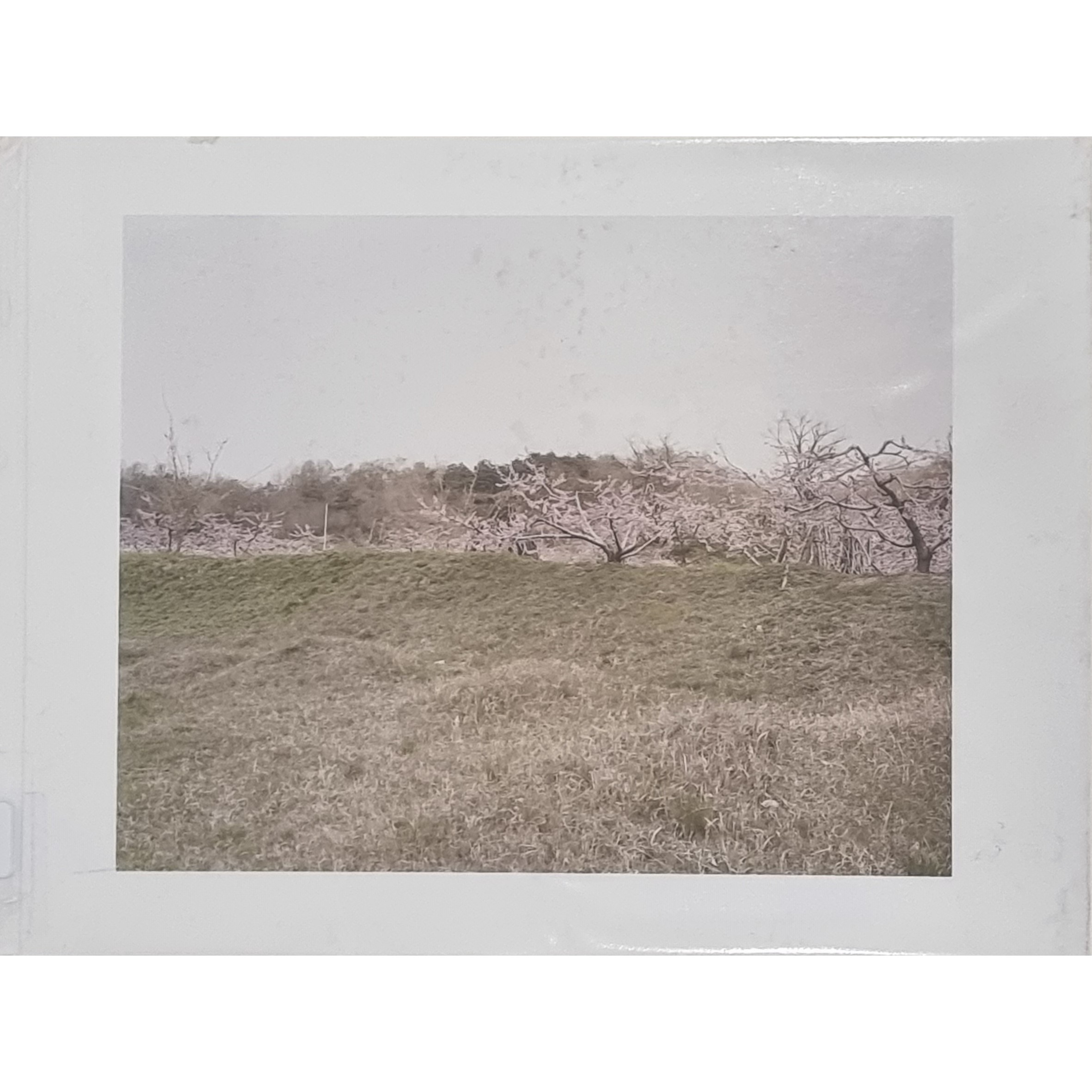 THE GROUND / FORESHORE